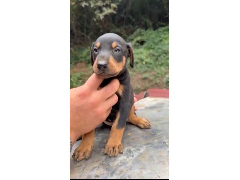 A kalite doberman yavrular
