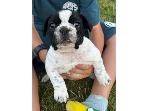 2 aylık french bulldog yavruları