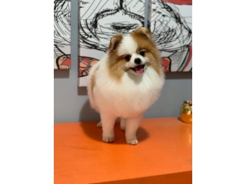 Pomeranian boo