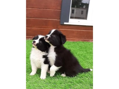 Ruhsatli çiflikten özel border collie yavruları 