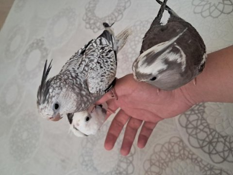 Ele alısık bebek sultanlar