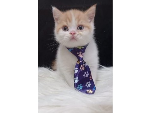 British longhair ve shorthair kedimiz