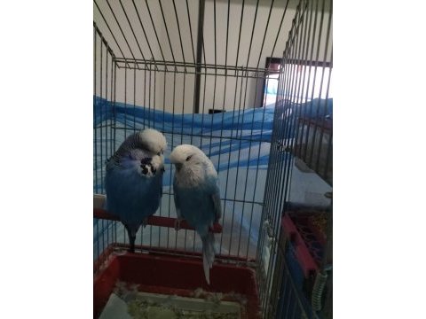 Show jumbo iki adet muhabbet kuşu