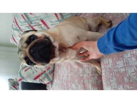 1 yaşında tatlı pug