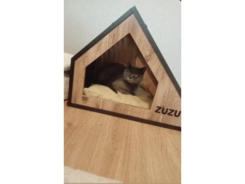 Dişi yetişkin british shorthair