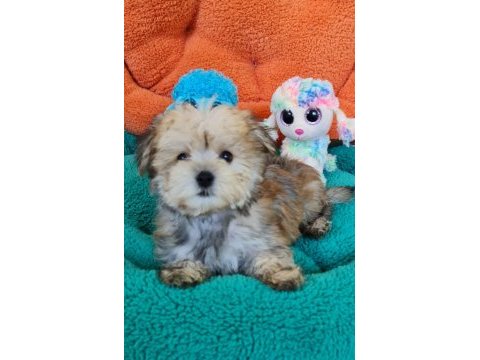 Neşe kaynağı morkie yavrularımız