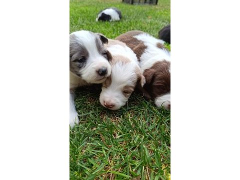 Ev üretimi border collie yavruları