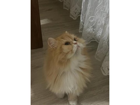 Dişi iran kedimize acil yuva arıyoruz