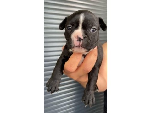 French bulldog yavrular , balıkesir / merkez