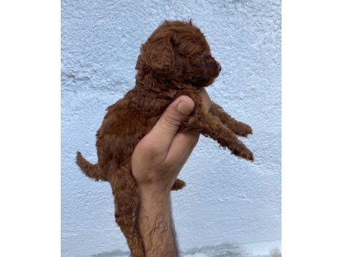 En koyusundan en orjinalinden toy poodle bebişler
