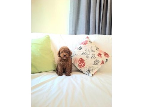 Show kalite teacup dişi maltipoo yavrularımız
