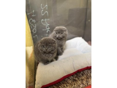 Oyuncu scottish fold yavru kedilerimiz