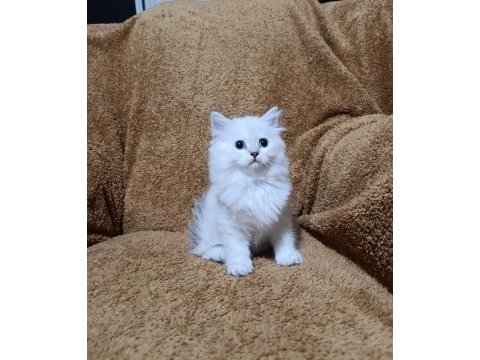 British longhair silverpoint kızımız