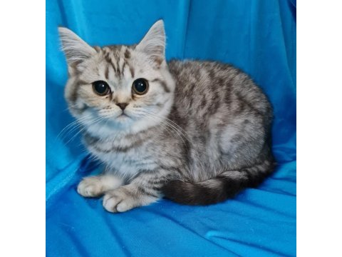 Scottish fold yavrular sahibinden
