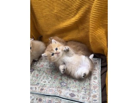 Golden british shorthair bebekler