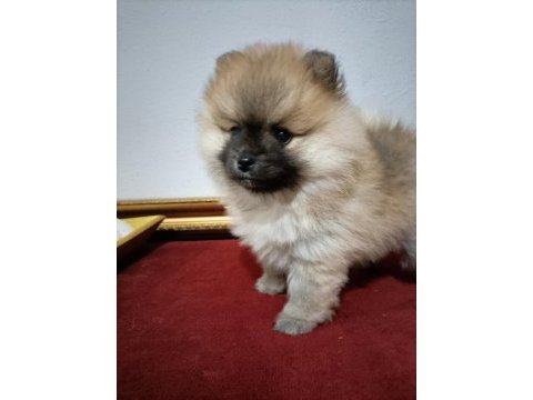 Pomeranian boo 50 günlük