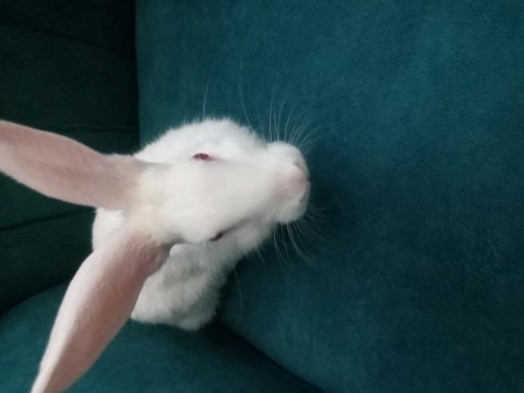 Pamuk tavşan yeni evini arıyor
