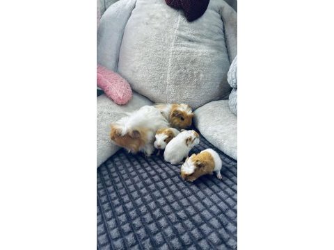 Ginepig yavruları