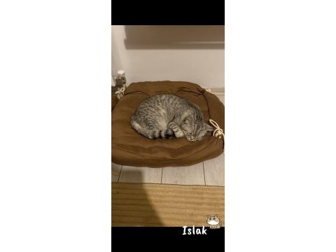 British shorthair oğlumu ücretsiz sahiplendiriyorum