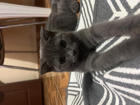 Scottish fold dişi yavru