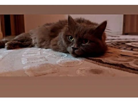 British longhair kedimizi çok uyguna vereceğiz acil