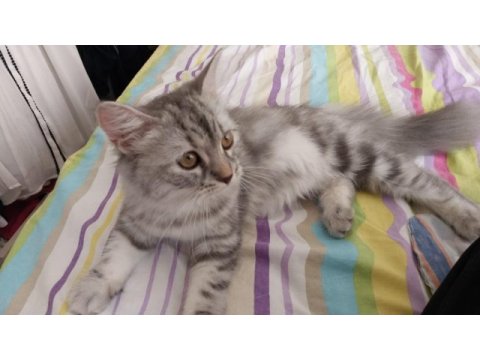 10 aylık maine coon dişi