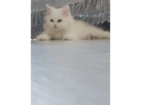 Pamuk şeker iran kedisi yeni sahibini bekliyor