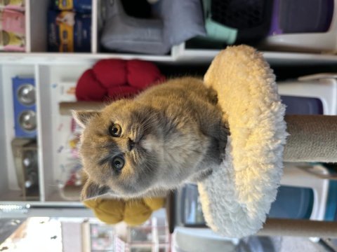 Top kafa kısa kulak safkan show kalite british shorthair