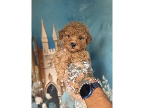 Apricot maltipoo yavruları özel renk ve sevimli görünüm