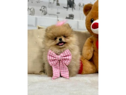 Tatlı pomeranian kızımız mila
