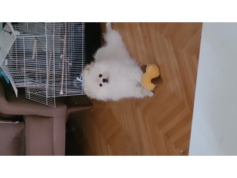 Pomeranian boo 4,5 aylık