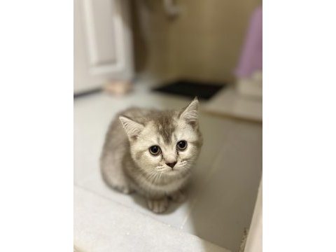 3 aylık british shorthair