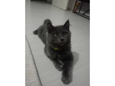 British longhair erkek 3.5 aylık