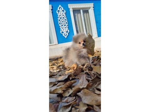 3 aylık teacup pomeranian yavru