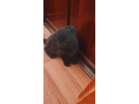 Çikolata en çok tercih edilen scottish fold yavrular