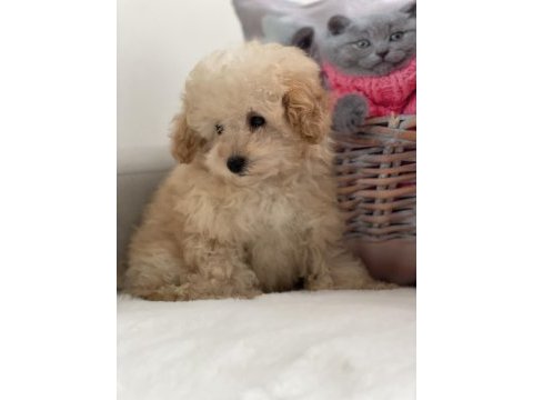 Maltipoo a kalite 0 numara bebeklerimiz erkek ve dişi