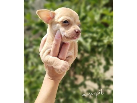 Chihuahua yavrumuz yeni yuvasını arıyor