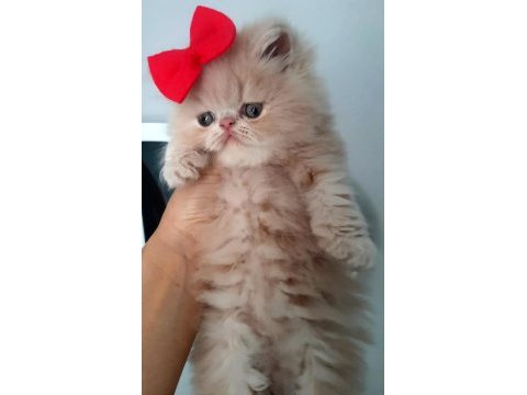 İran exotic longhair bebekler