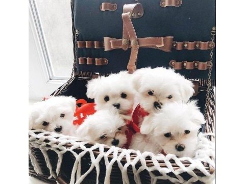 Mini boy maltese terrier