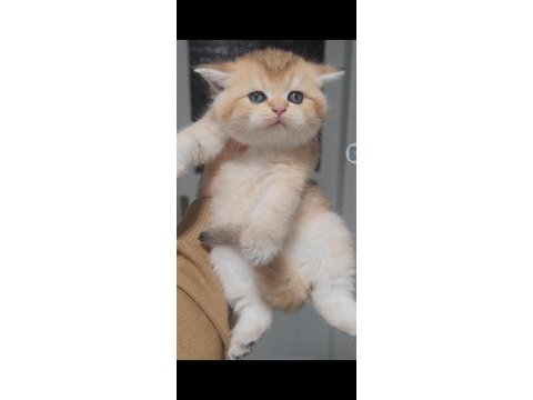 British shorthair kedisi