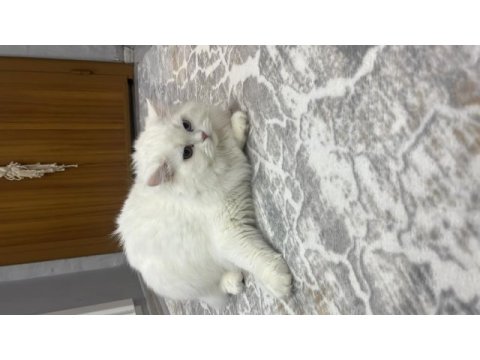 Renkli gözlü erkek kedim