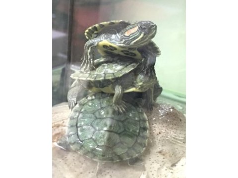 Su kaplumbağası
