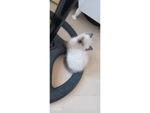 Yavrularımızın yeni yuva arıyor