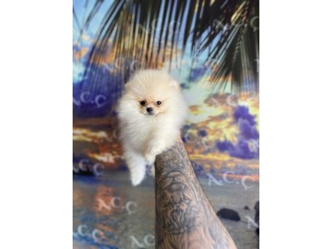 Irk sağlık garantili pomeranian