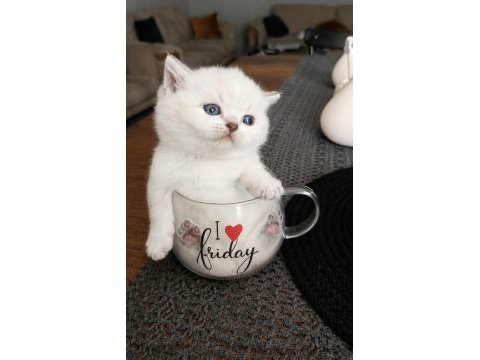Tatlı british shorthair kardeşler sahiplerini bekliyor