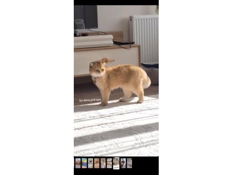 Kısır erkek scottish fold gold