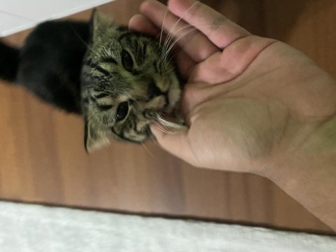Uysal scottish fold kedisi