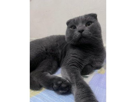 Satılık scottish fold bir buçuk yaşında erkek