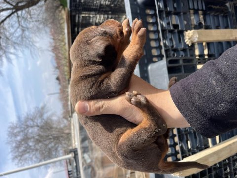 Europen baba a şecereli kızıl ve siyah doberman yavrular