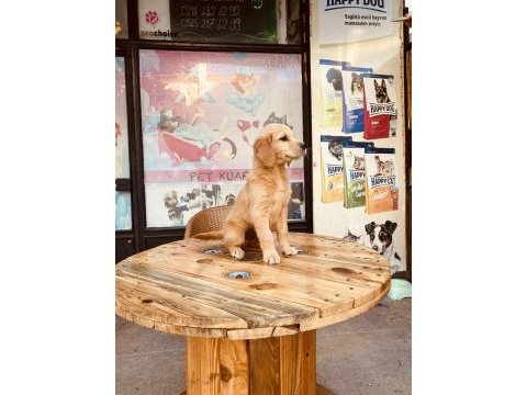 Orjinal kızıl küt burun golden retriever
